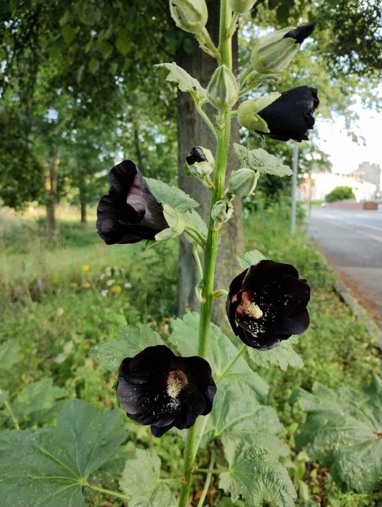 The current image has no alternative text. The file name is: img-20230703-wa0011-2.jpg